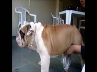 Gay beastiality lover playing with bulldog's hard cock